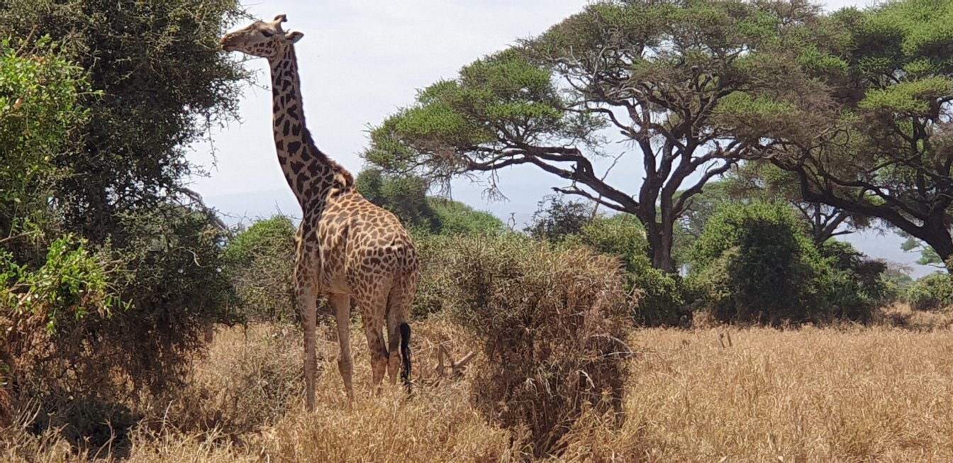 Amboseli National Game Reserve