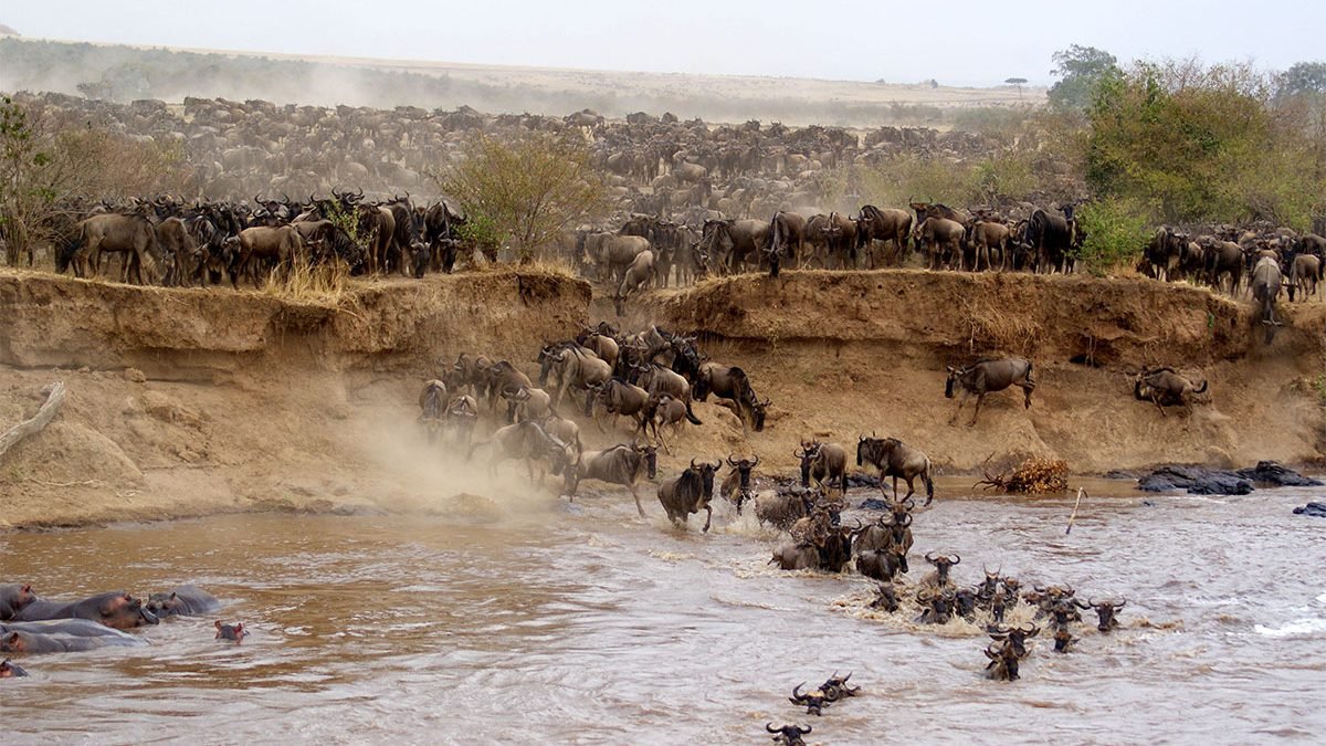 Wildlife in masai mara national reserve