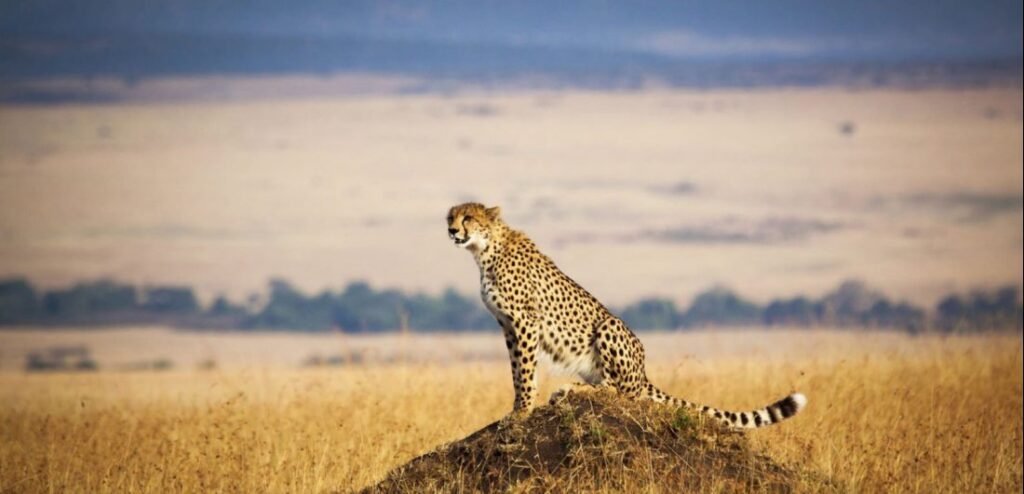 masai mara national reserve