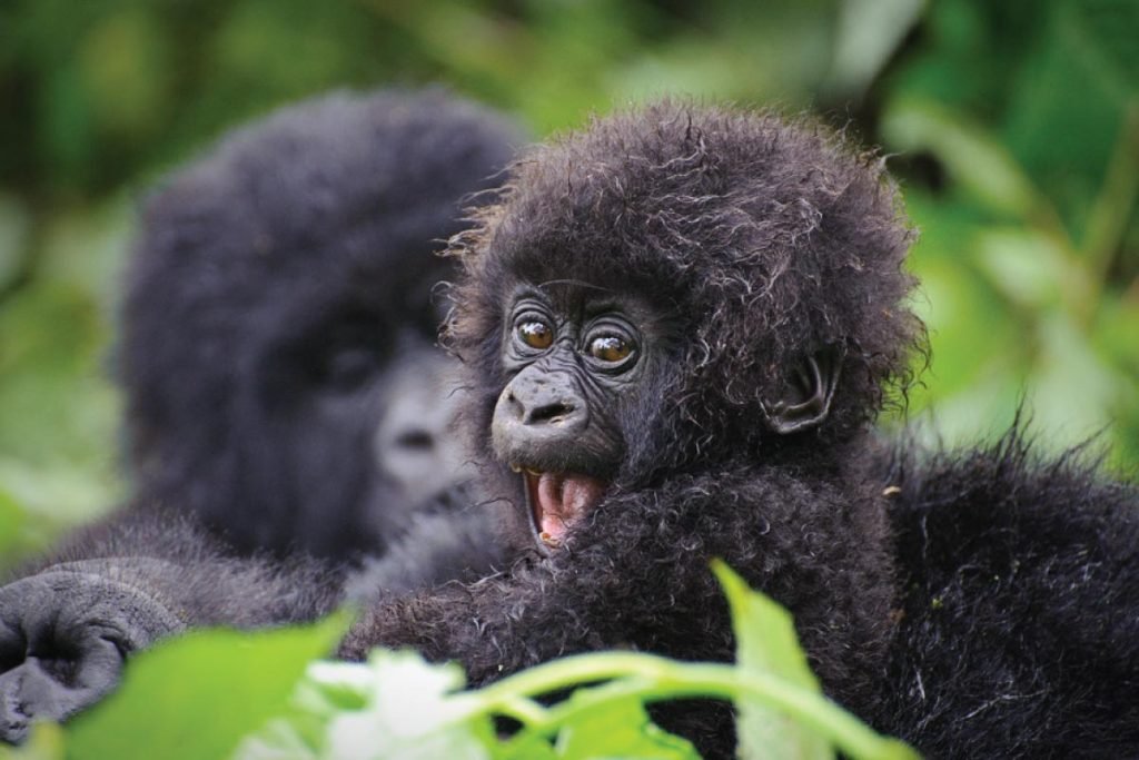 Rwanda gorilla safaris