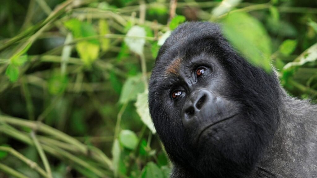 Uganda Gorilla Trekking Adventure In Bwindi