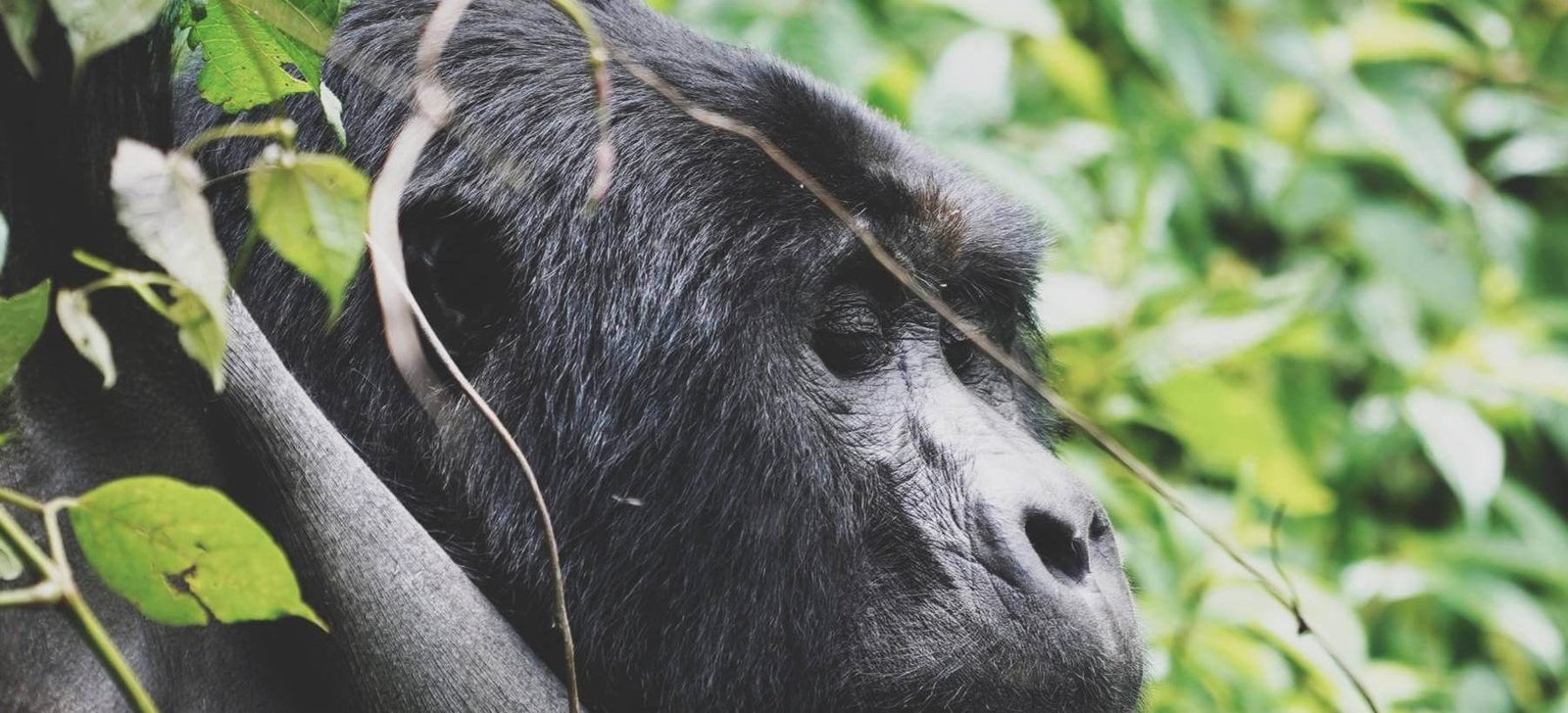 Gorillas Uganda