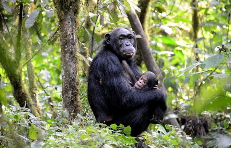 Chimp tracking in Kalinzu forest