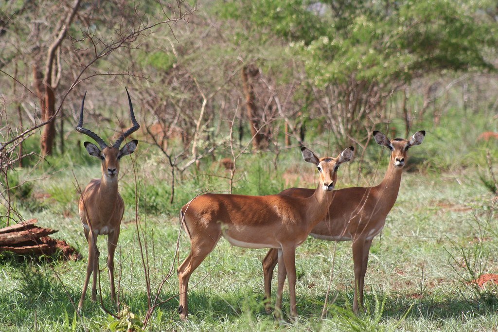 Impala - Akagera National Park