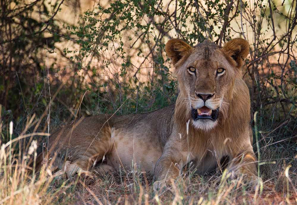 lion tracking in Uganda