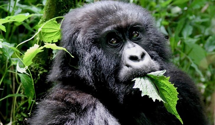 Mountain gorilla feeding habits