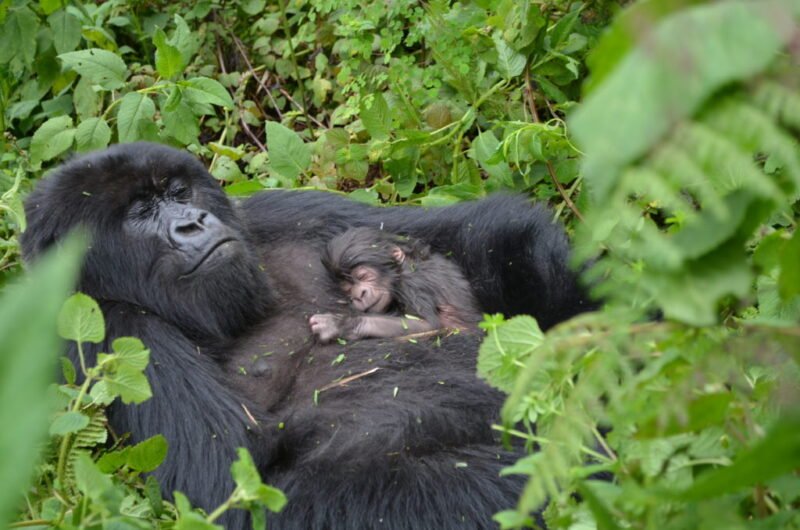 The gestation period of Mountain gorillas