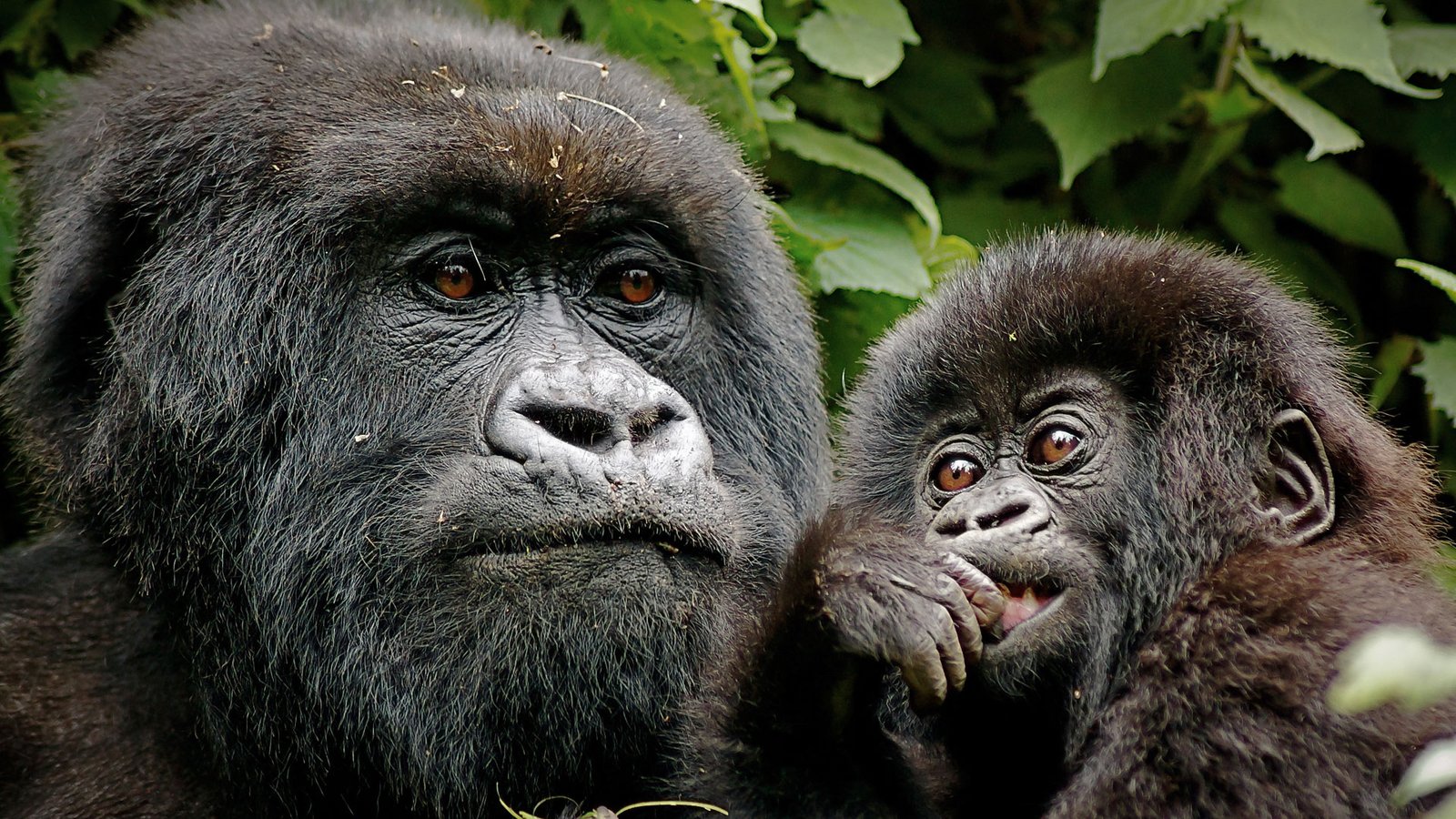 Rwanda Gorilla Trekking Safaris