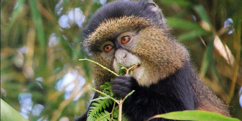 golden monkeys in Mgahinga national park