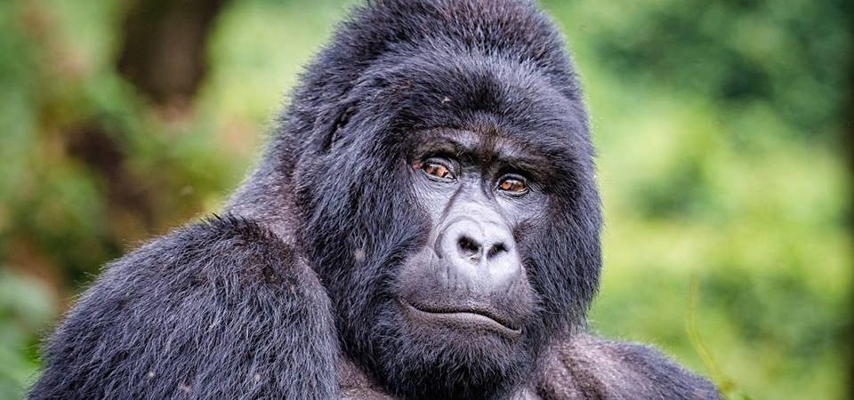 The Strongest Primate: Silverback Gorilla