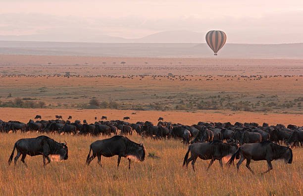 The Great Wildebeest Migration