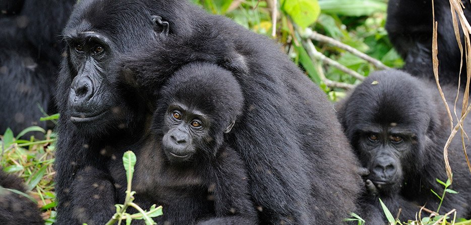 Bwindi gorillas