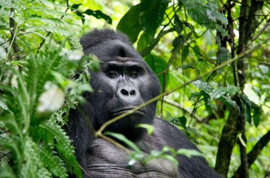 Luxury Family Gorilla Tracking with Children