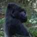 gorilla trekking facts