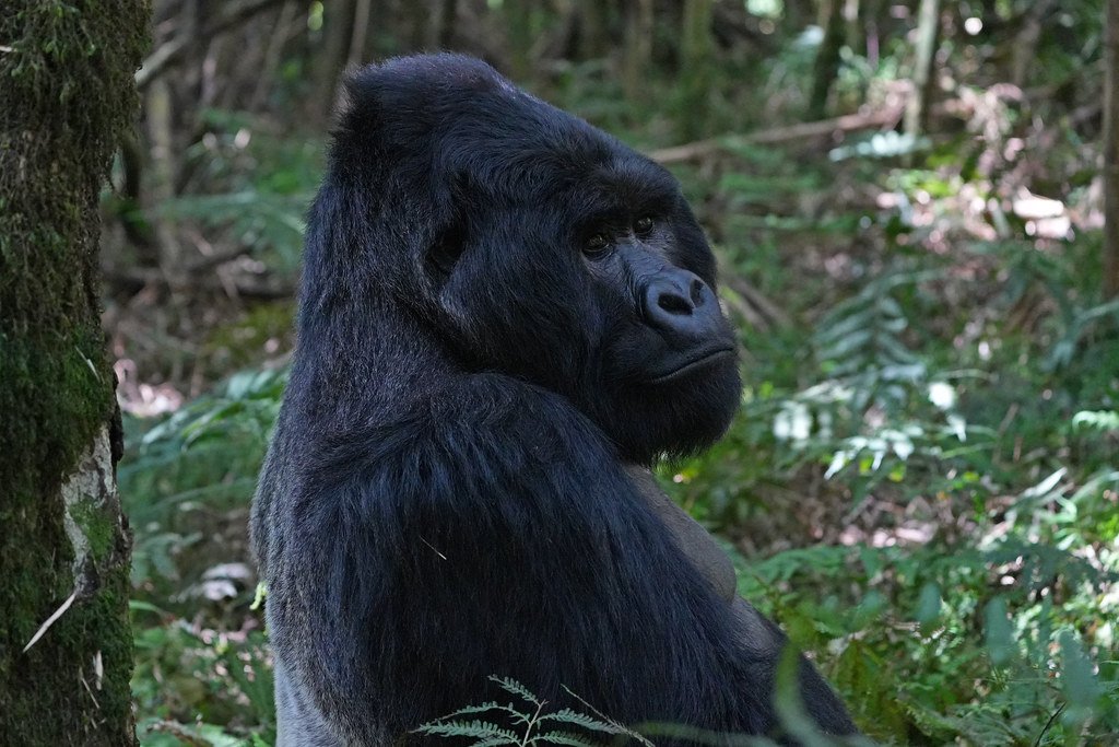 Ten Facts About Gorilla Trekking in Bwindi