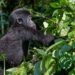 buhoma gorilla & activities
