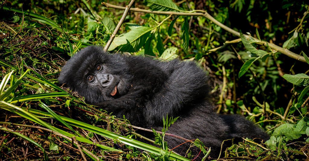Activities to do after gorilla trekking in Uganda