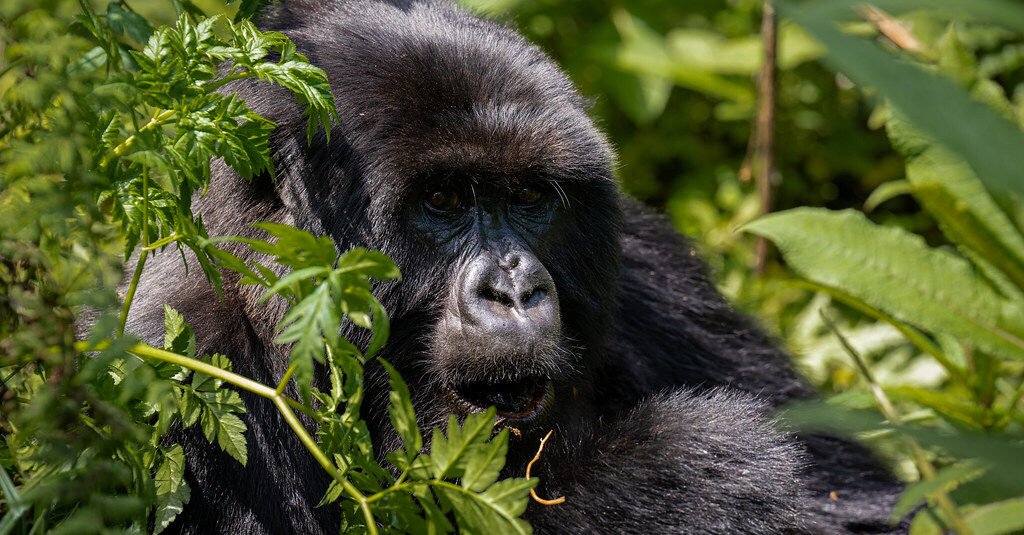 Kihihi Airstrip in Bwindi National Park