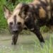 Nyerere wild dog