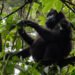 visit bwindi forest national park