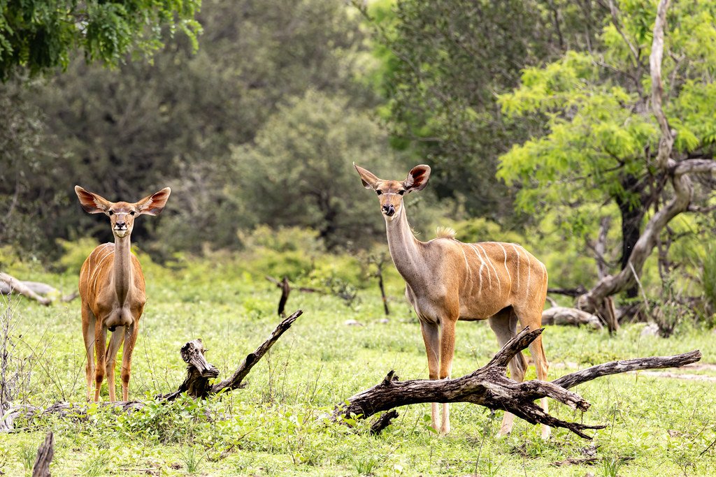 Top asked questions about Nyerere National Park