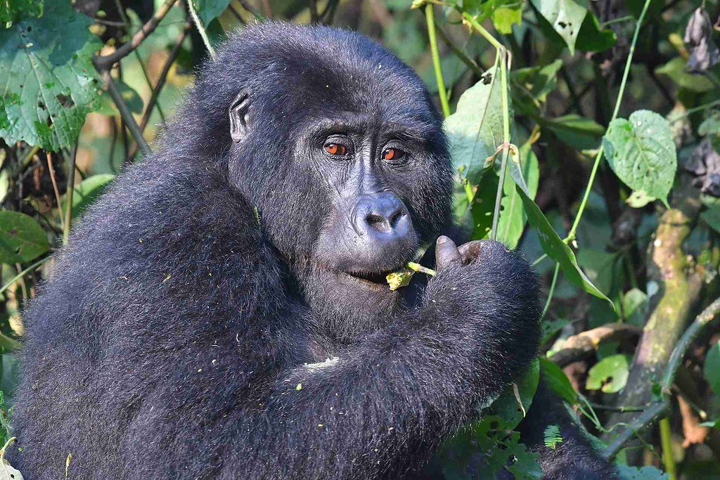 Private Gorilla Trekking In Bwindi National Park