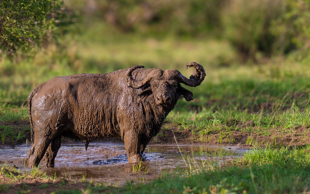 Arusha National Park-The Ultimate Safari Guide 
