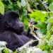 Gorilla diet in gorilla trekking