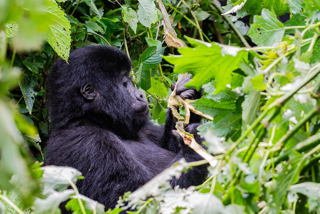 Mountain Gorilla Diet: What Do Gorillas Eat