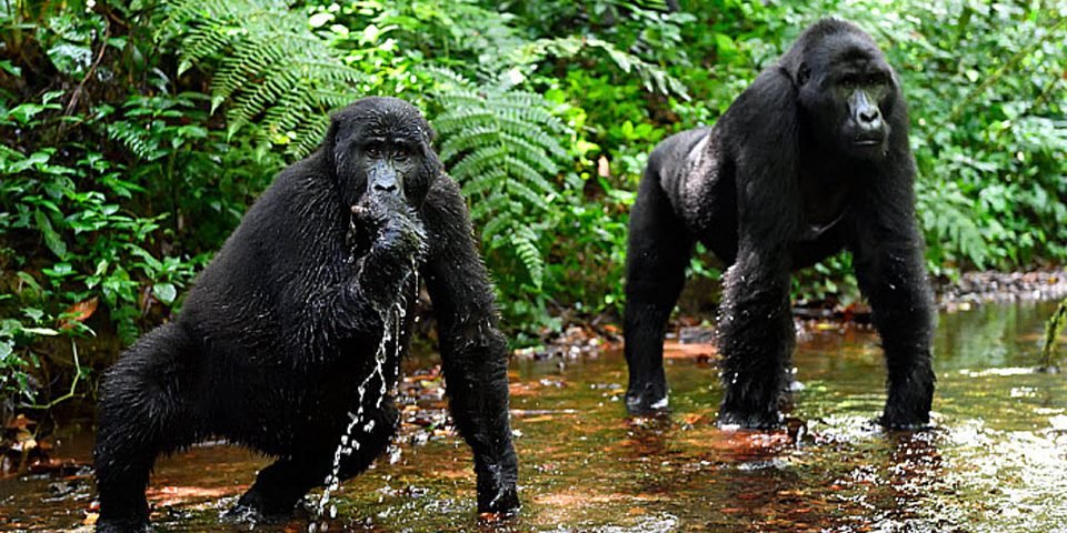 Gorilla Encounters in Bwindi National Park