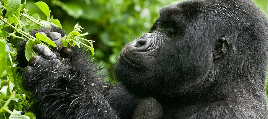 Gorilla Trekking Experiences in Bwindi and Mgahinga