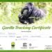 gorilla trekking certificate