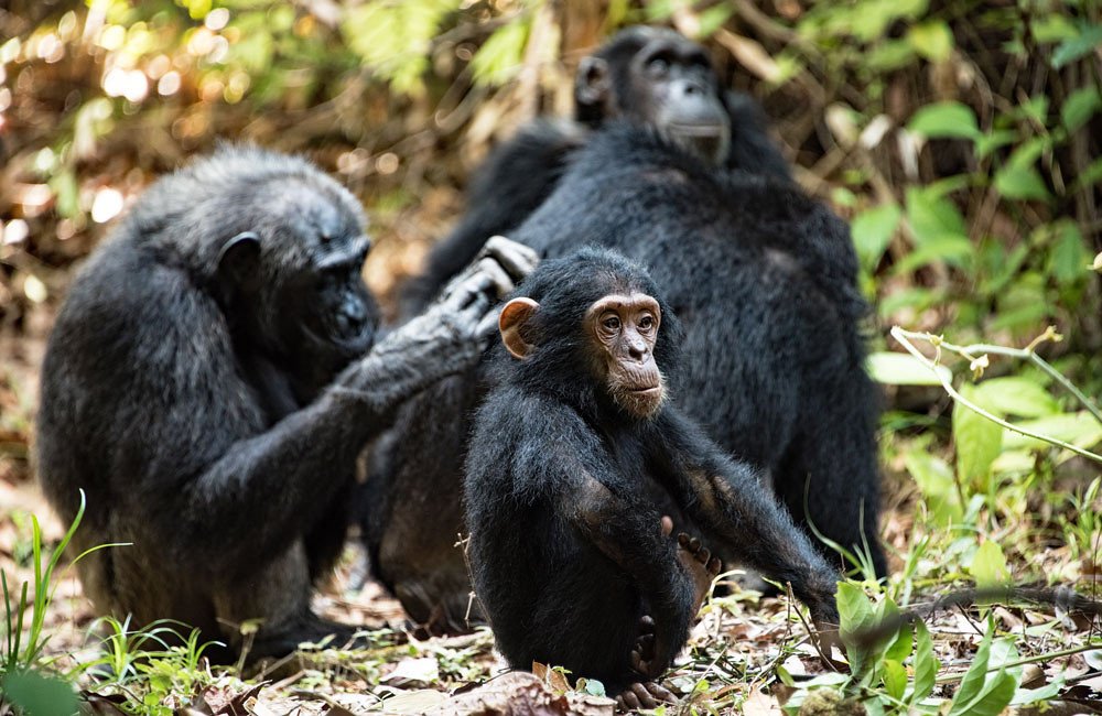 Chimpanzee Habituation in Rwanda