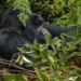 Gorillas in Bwindi