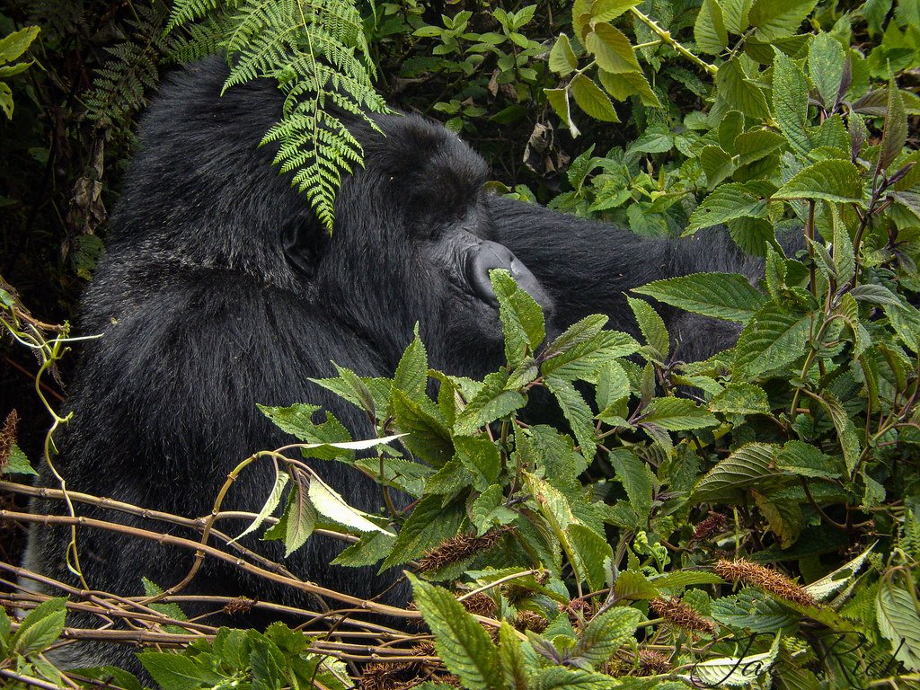 Reasons To Trek Gorillas in Bwindi