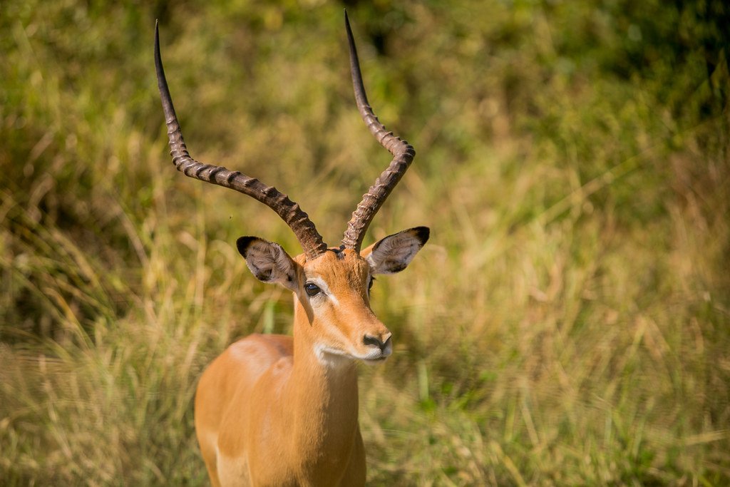 Safaris in Akagera National Park