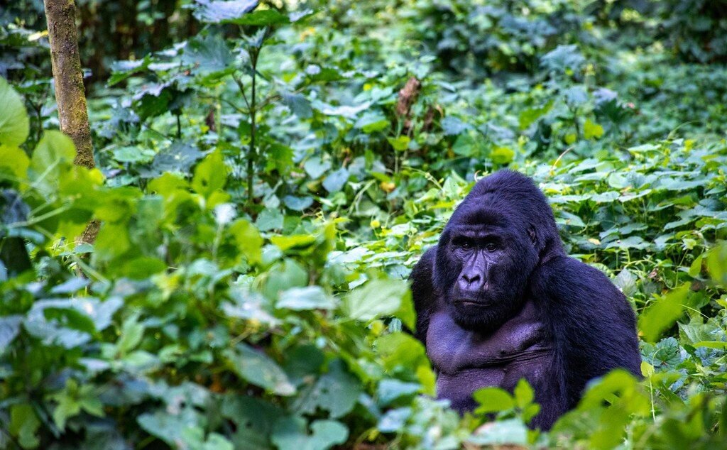 Gorilla Trekking in Uganda from South Africa