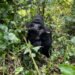 Uganda Gorilla Trekking Prices