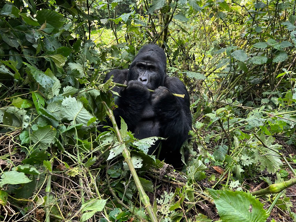Discounted Uganda Gorilla Trekking Prices