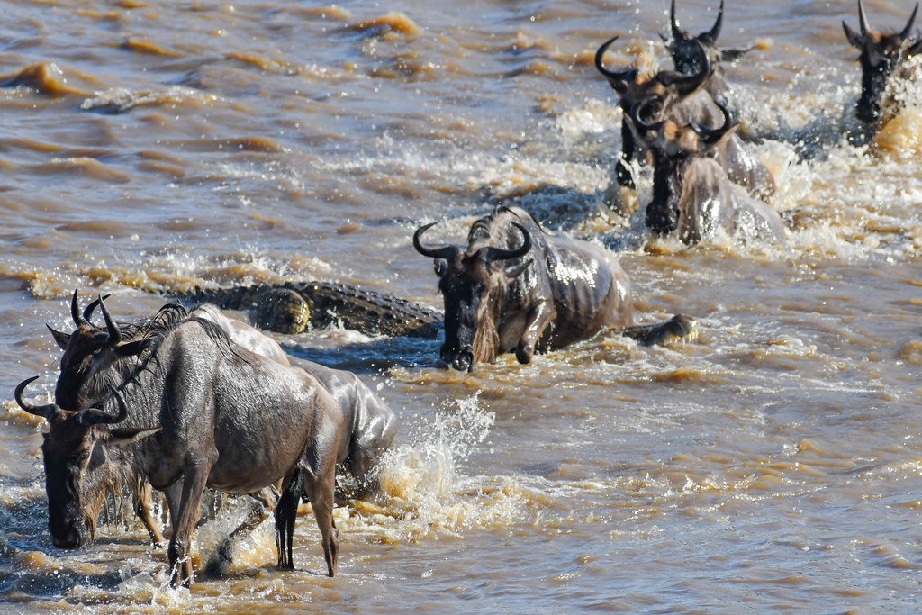 The Great Wildebeest Migration of Tanzania’s Serengeti