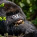 Gorilla Trekking in Bwindi National Park From USA