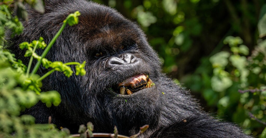 Gorilla Trekking in Bwindi National Park From USA