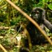 Mountain Gorillas in Uganda population