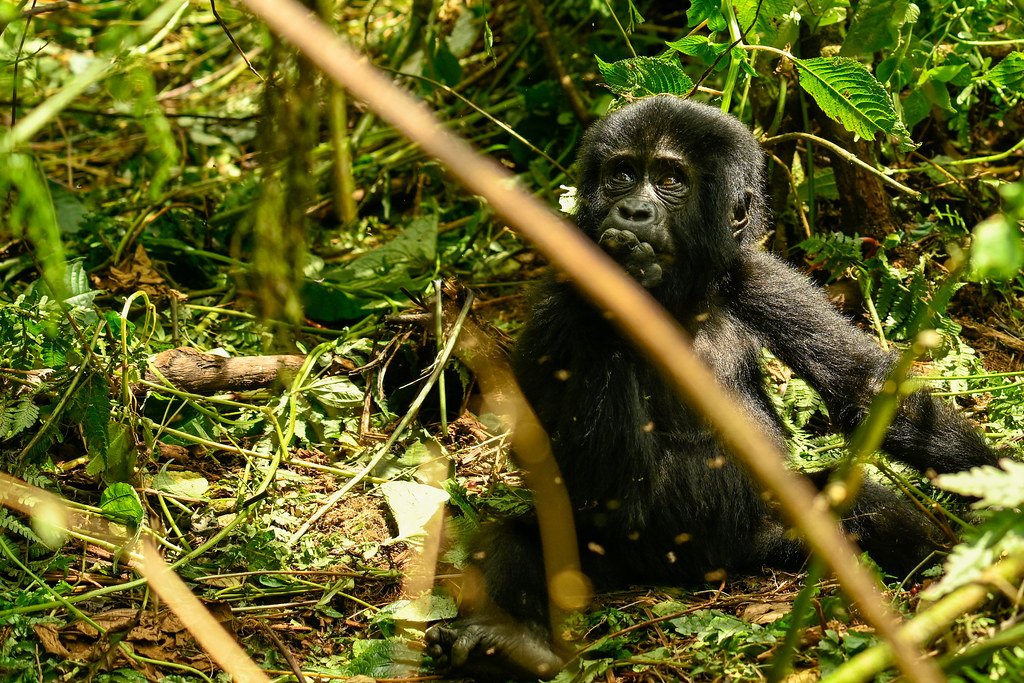 Mountain Gorillas in Uganda population
