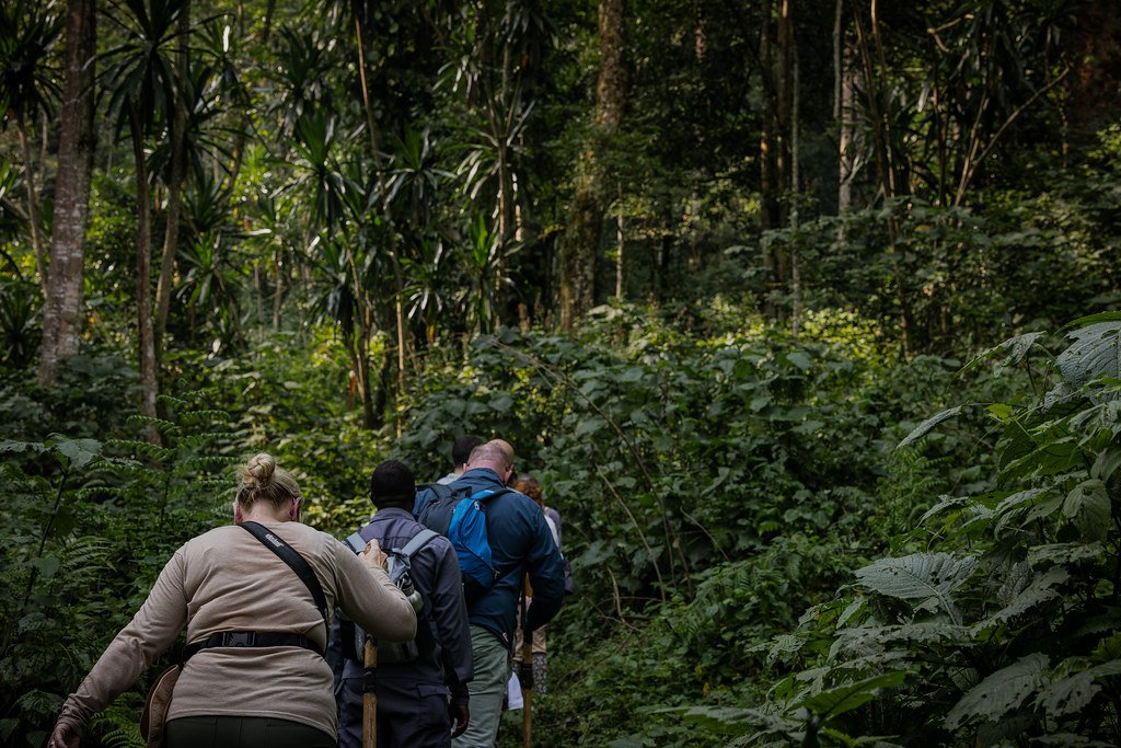 Explore Less Traveled Bwindi Gorilla Trails.