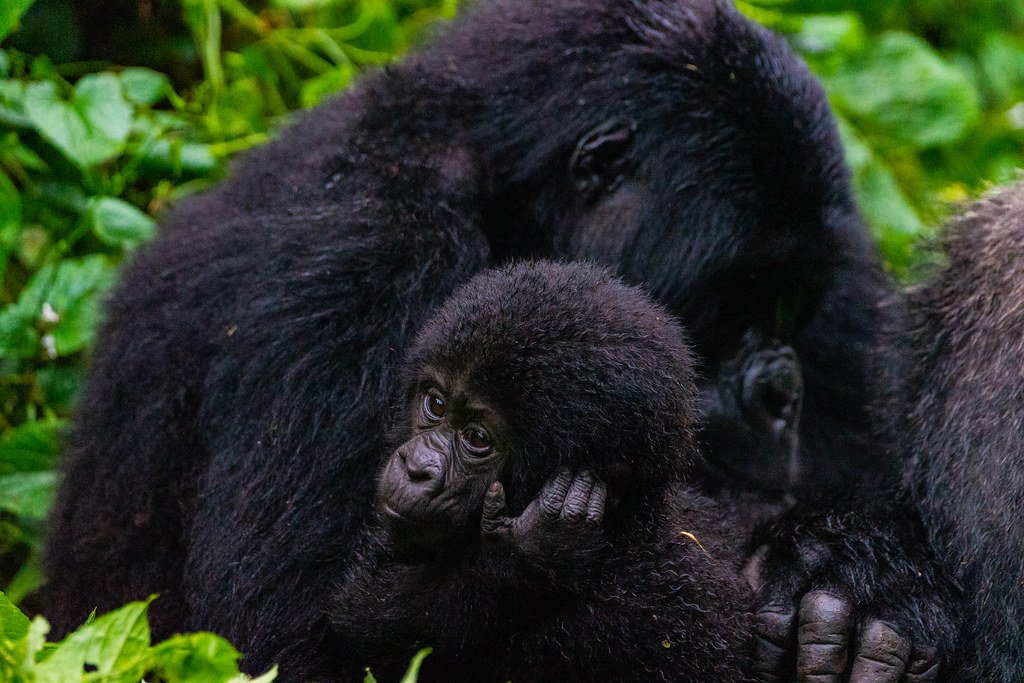 Gorilla Trekking in Low Season in Bwindi National Park