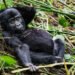 Underage Gorilla Experience in Uganda