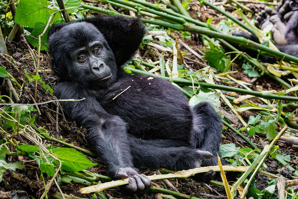 Bwindi Gorilla Trekking Safari