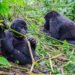 From Ruhija Gorilla Friends to Gorilla Trekking
