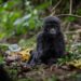 cost of gorilla permit